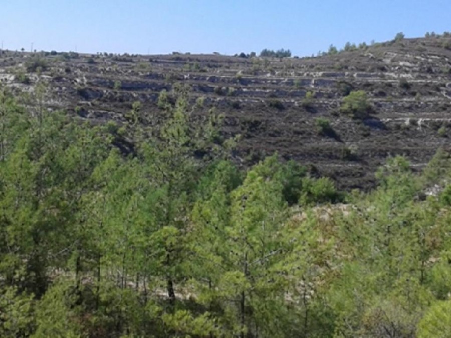 Field - Lofou, Limassol
