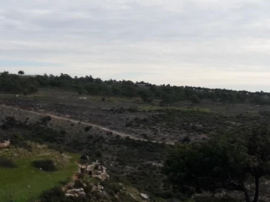 Field - Sotira, Limassol