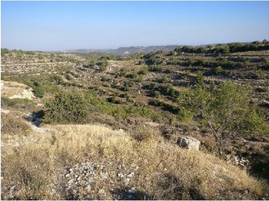 Field - Agios Therapon, Limassol