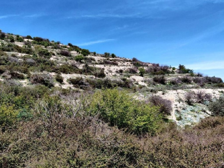 Field - Koilani, Limassol