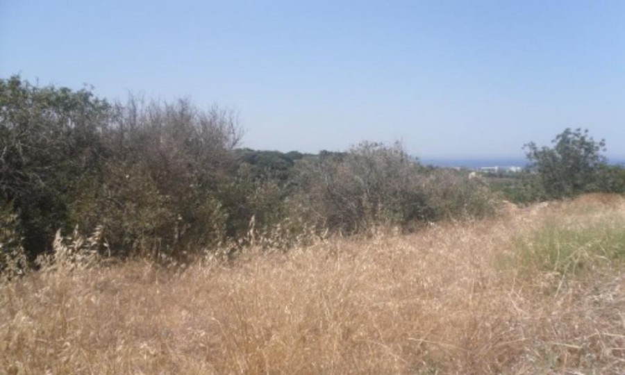 Field - Kissonerga, Paphos