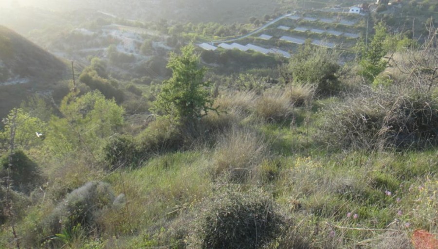 Field - Pentalia, Paphos