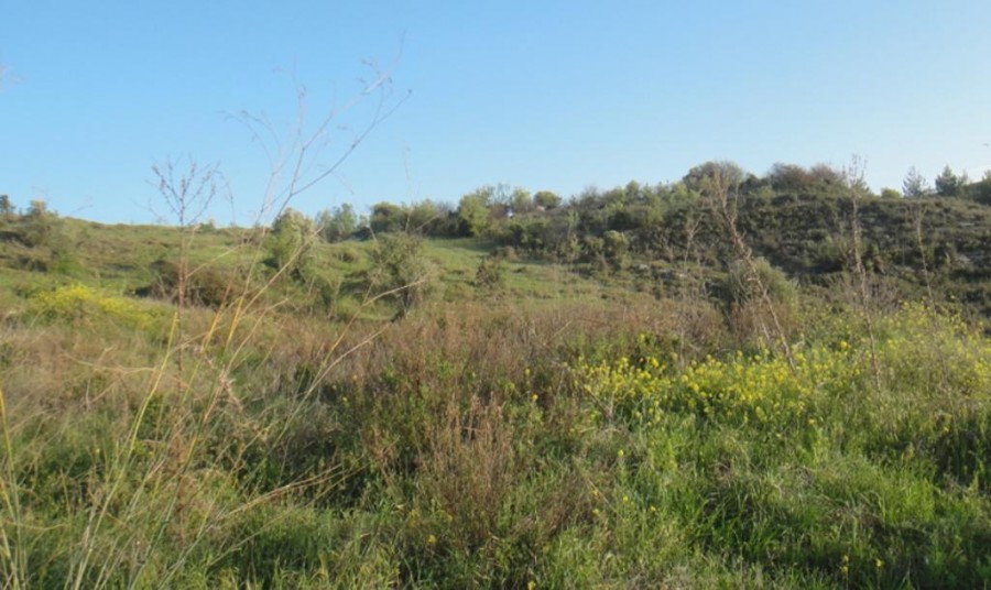 Field - Pentalia, Paphos