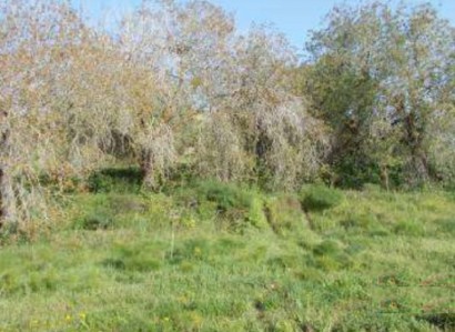 Tremithousa, Paphos Residential Field For Sale | WW23183