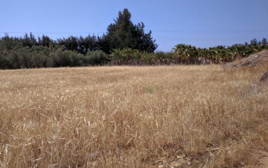 Field in Kouklia, Paphos