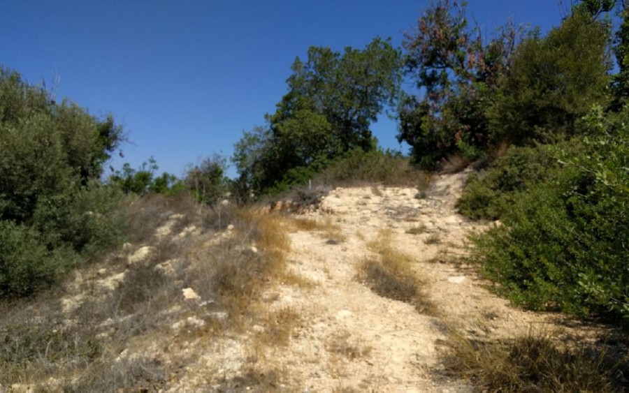 Field in Tala, Paphos