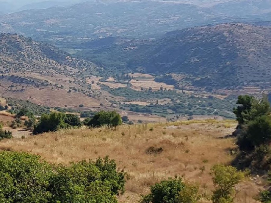 Field –  Episkopi, Paphos