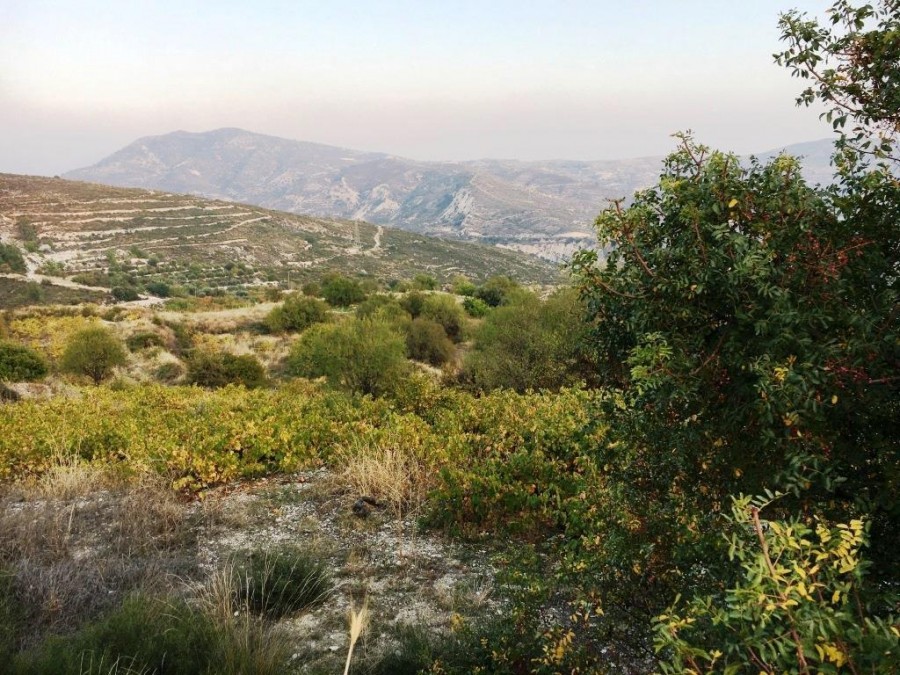 Silikou, Limassol Agricultural Field For Sale | WW24538