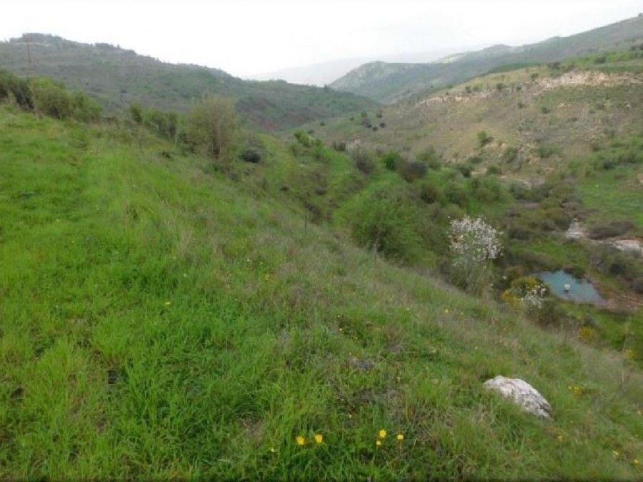 Field - Pentalia, Paphos
