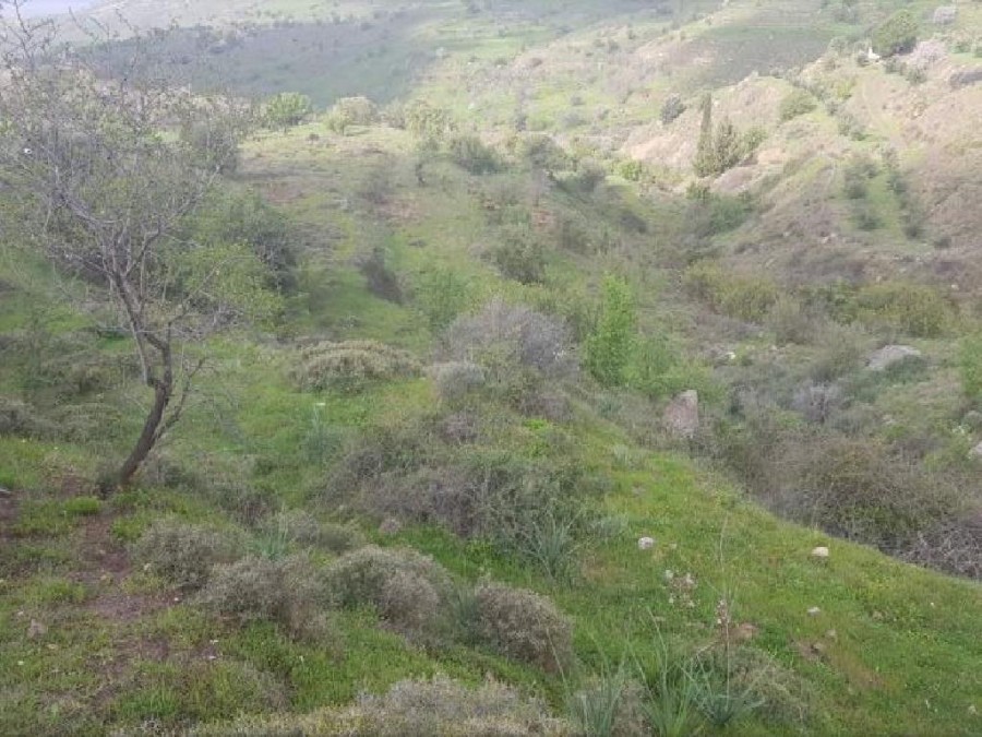 Pentalia, Paphos Agricultural Field For Sale | WW24650
