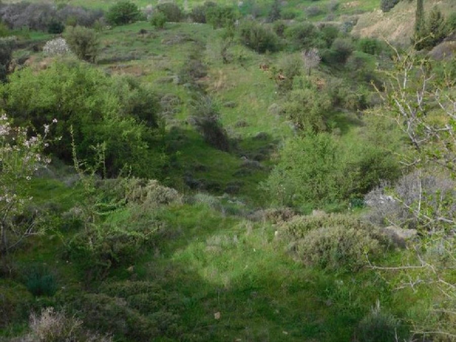 Field - Pentalia, Paphos