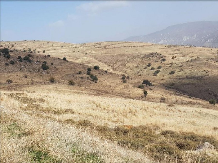 Pentalia, Paphos Agricultural Field For Sale | WW24736