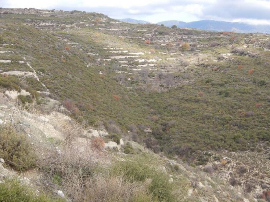 Field - Vouni, Limassol