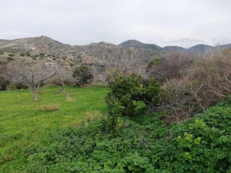 Field - Pomos, Paphos