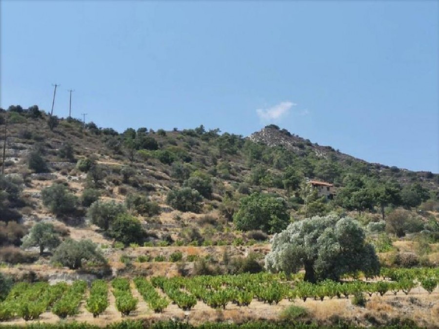 Ayios Mamas, Limassol Residential Field For Sale | WW25262