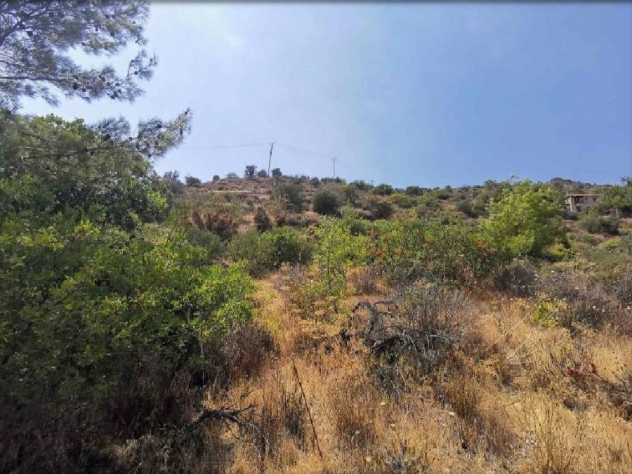 Field - Agios Mamas, Limassol