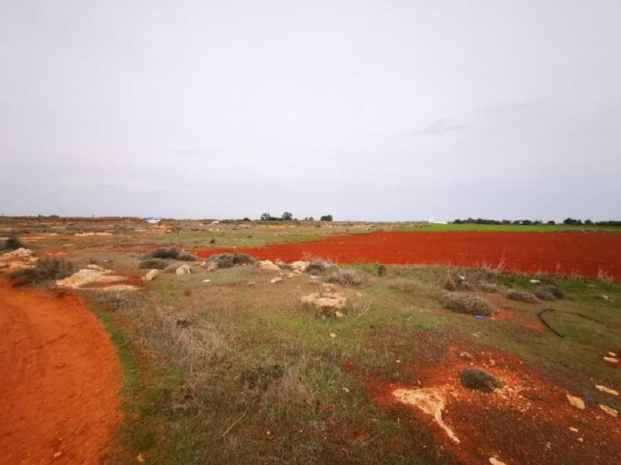 Field - Sotira, Famagusta