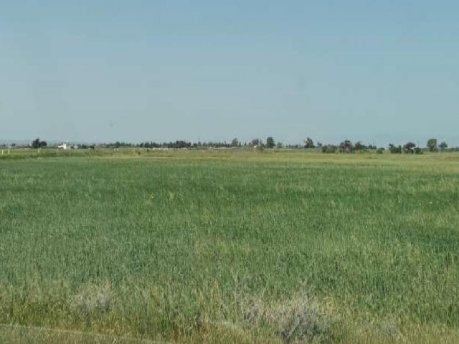Avgorou, Famagusta Agricultural Field For Sale | WW26236