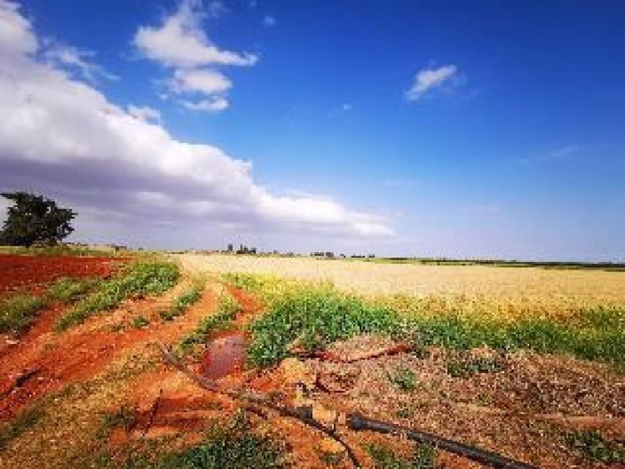 Avgorou, Famagusta Agricultural Field For Sale | WW26237