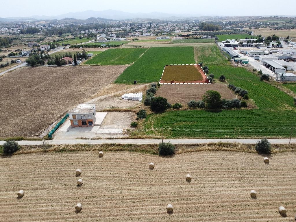 Field - Dali, Nicosia