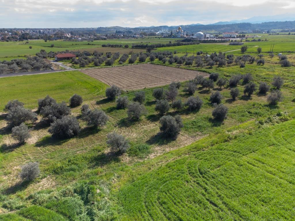 Field - Ergates, Nicosia