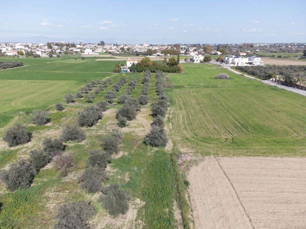 Field - Ergates, Nicosia