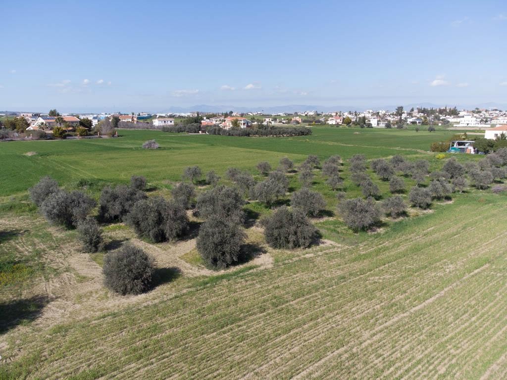 Field - Ergates, Nicosia