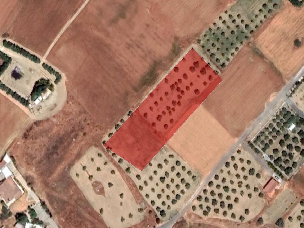 Field - Ergates, Nicosia