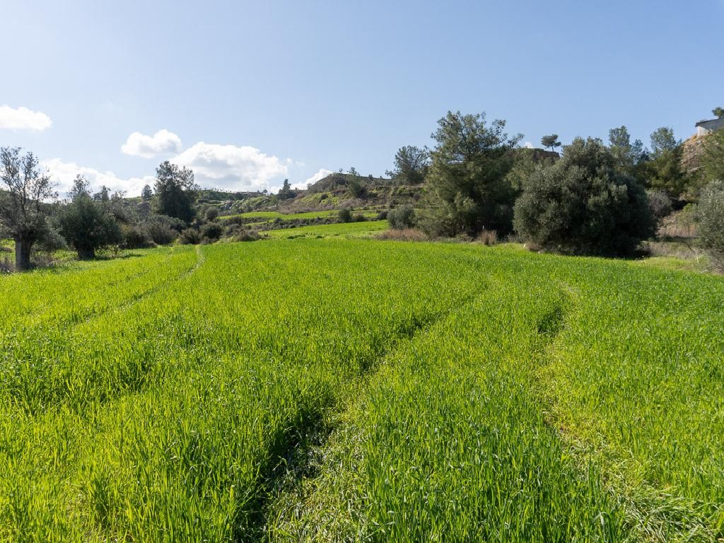 Field - Klirou, Nicosia