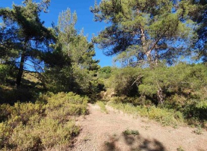 Pera Pedi, Limassol Agricultural Field For Sale | WW27780
