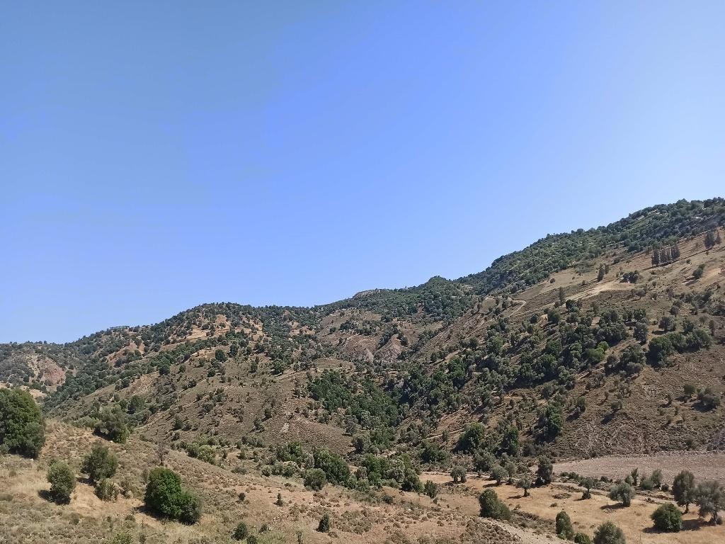 Choulou, Paphos Agricultural Field For Sale | WW27809