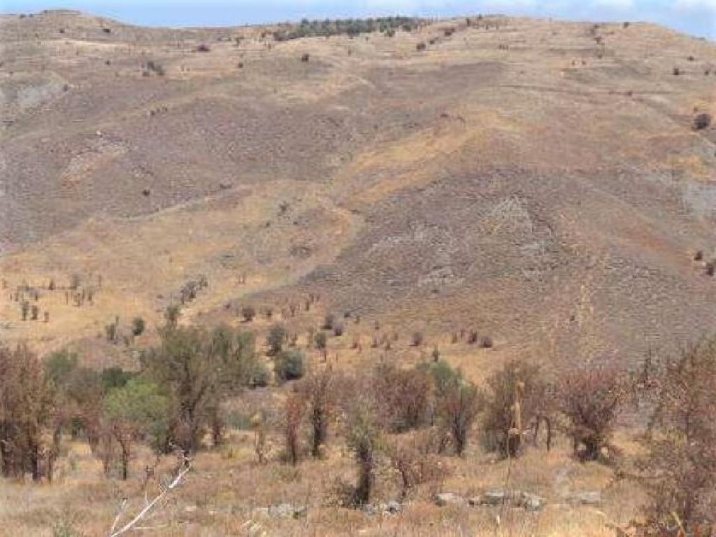 Koilineia, Paphos Agricultural Field For Sale | WW27832