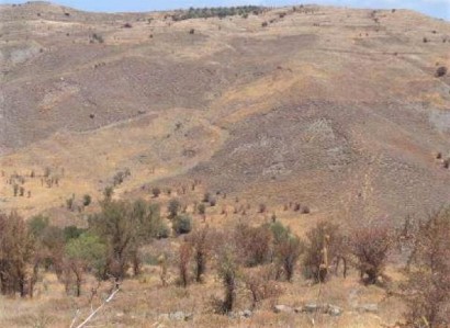 Koilineia, Paphos Agricultural Field For Sale | WW27832