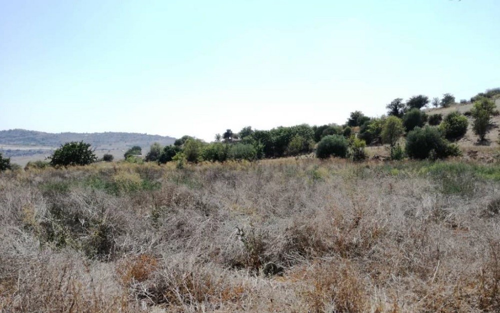 Field in Kritou Marotou, Paphos