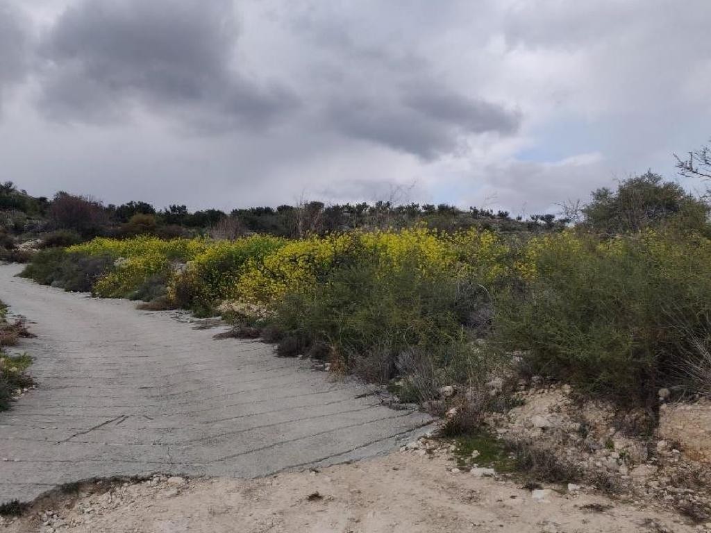 Field - Pachna, Limassol