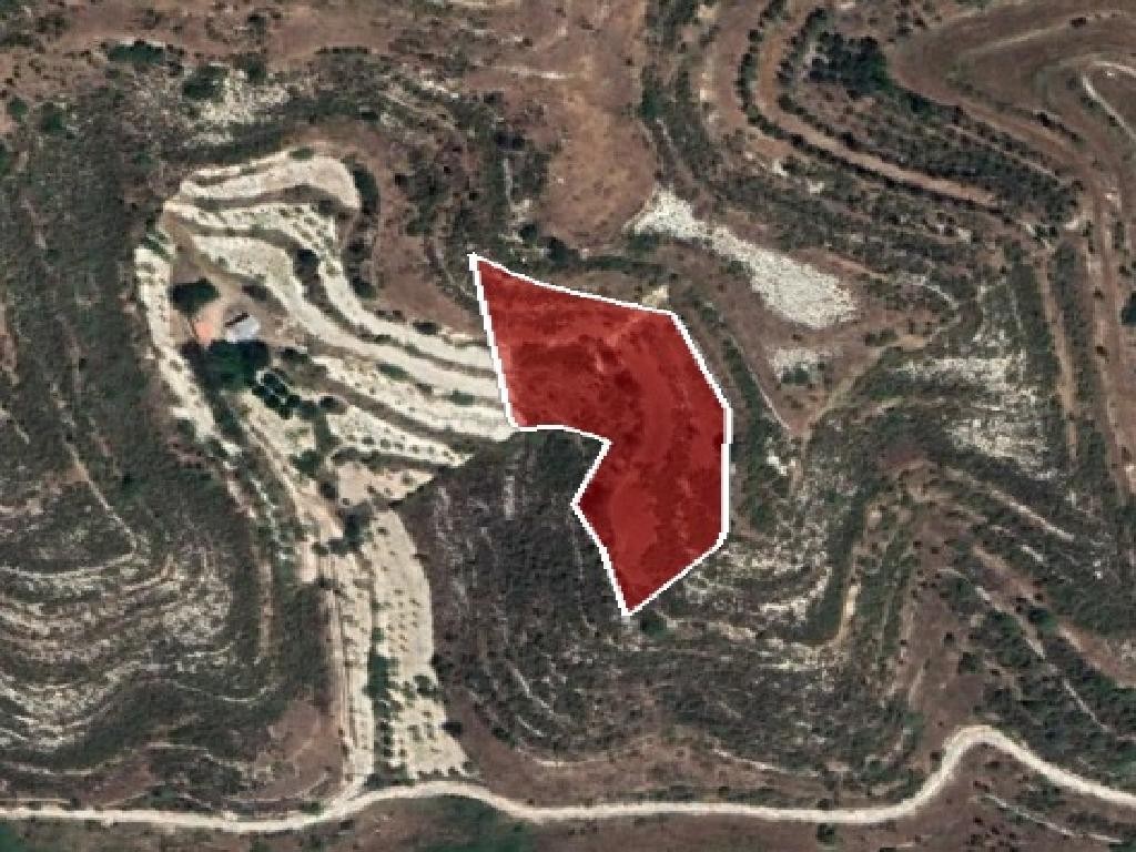 Field - Pachna, Limassol