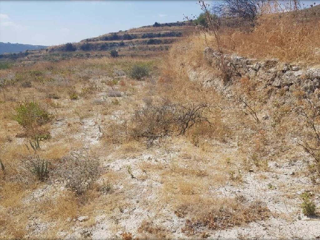 Field - Pachna, Limassol