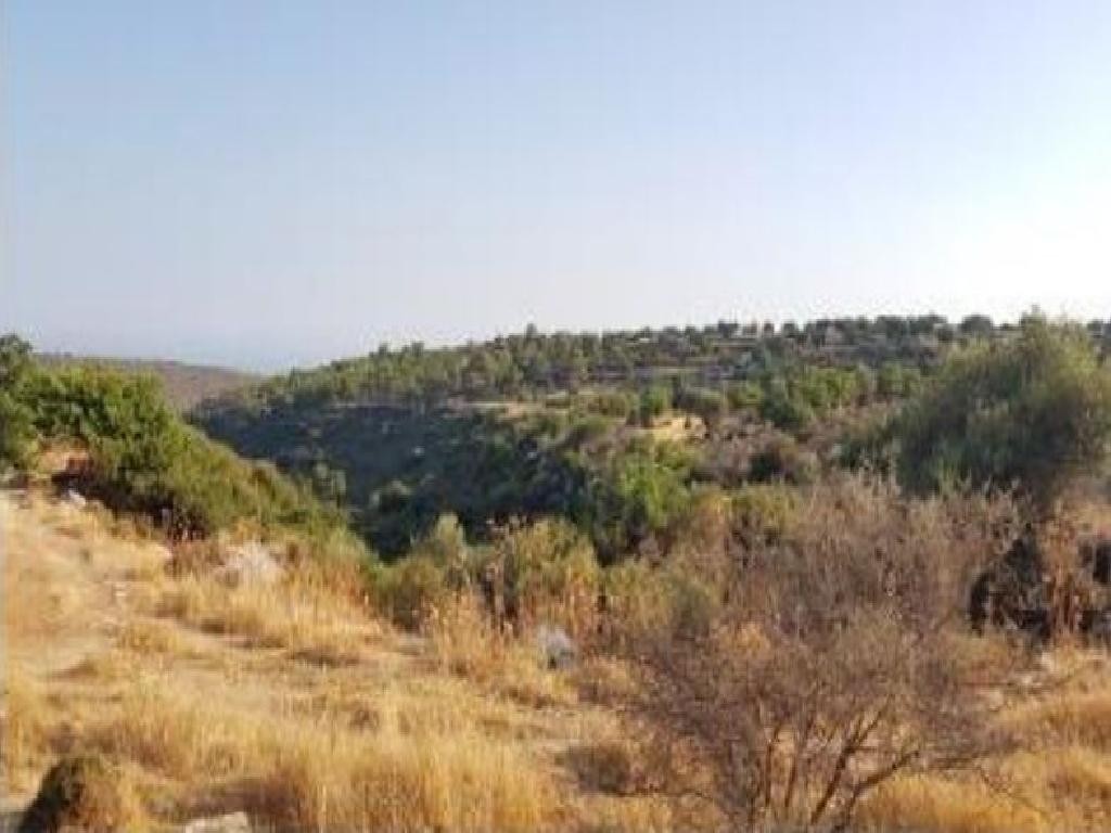 Field - Pachna, Limassol