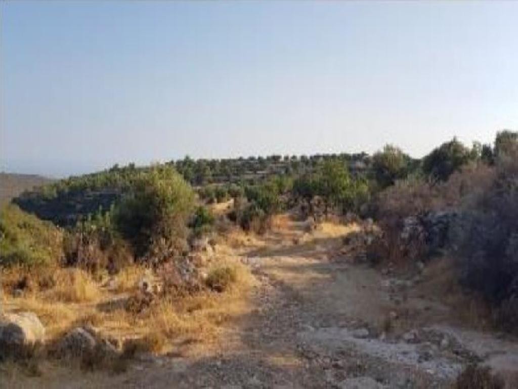 Field - Pachna, Limassol