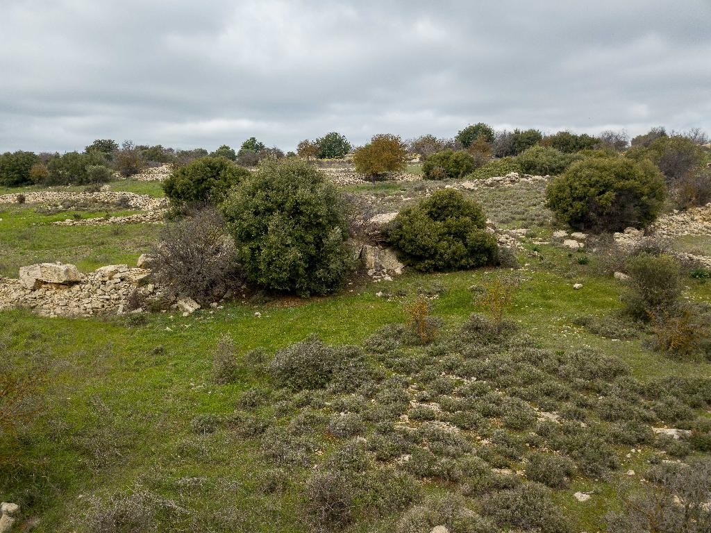 Field - Pachna, Limassol