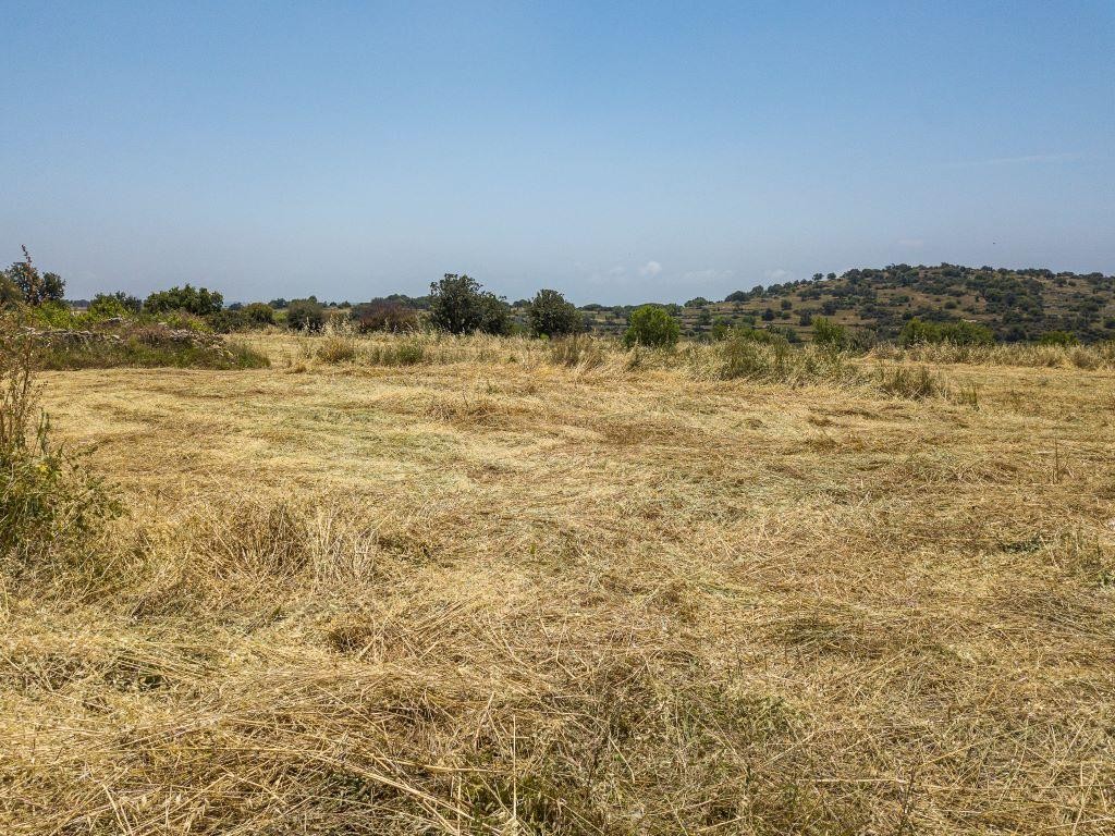 Field - Pachna, Limassol