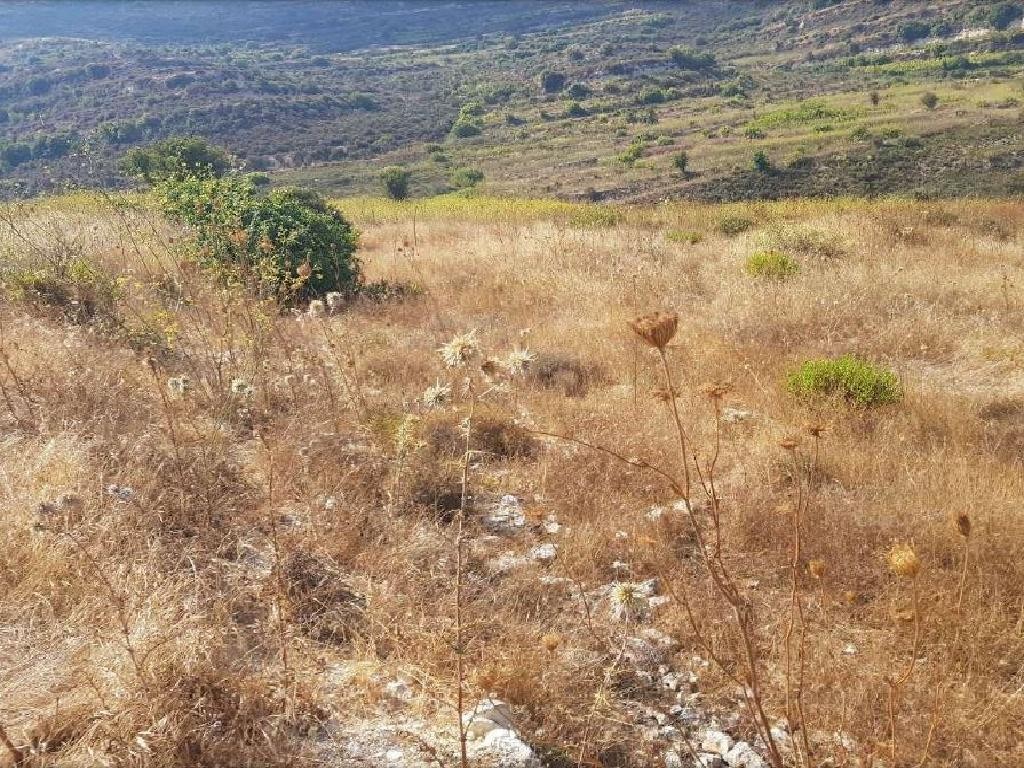 Field - Pachna, Limassol