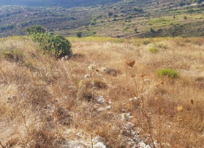 Pachna, Limassol Agricultural Field For Sale | WW27953