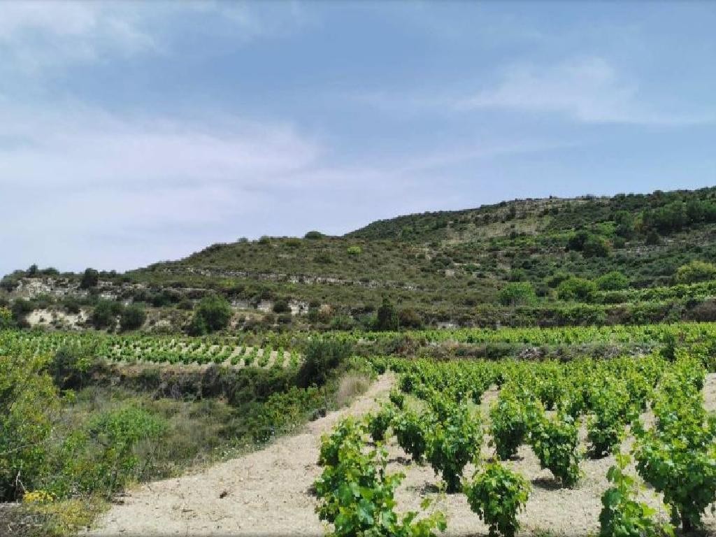 Pachna, Limassol Agricultural Field For Sale | WW27957