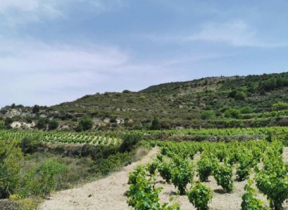 Pachna, Limassol Agricultural Field For Sale | WW27957