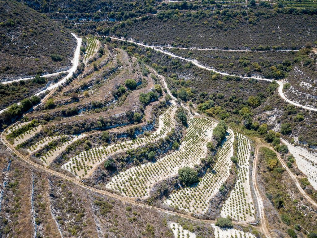Field - Pachna, Limassol