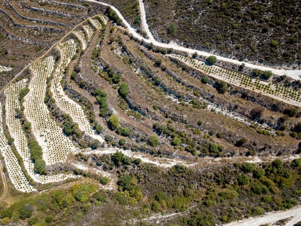 Field - Pachna, Limassol
