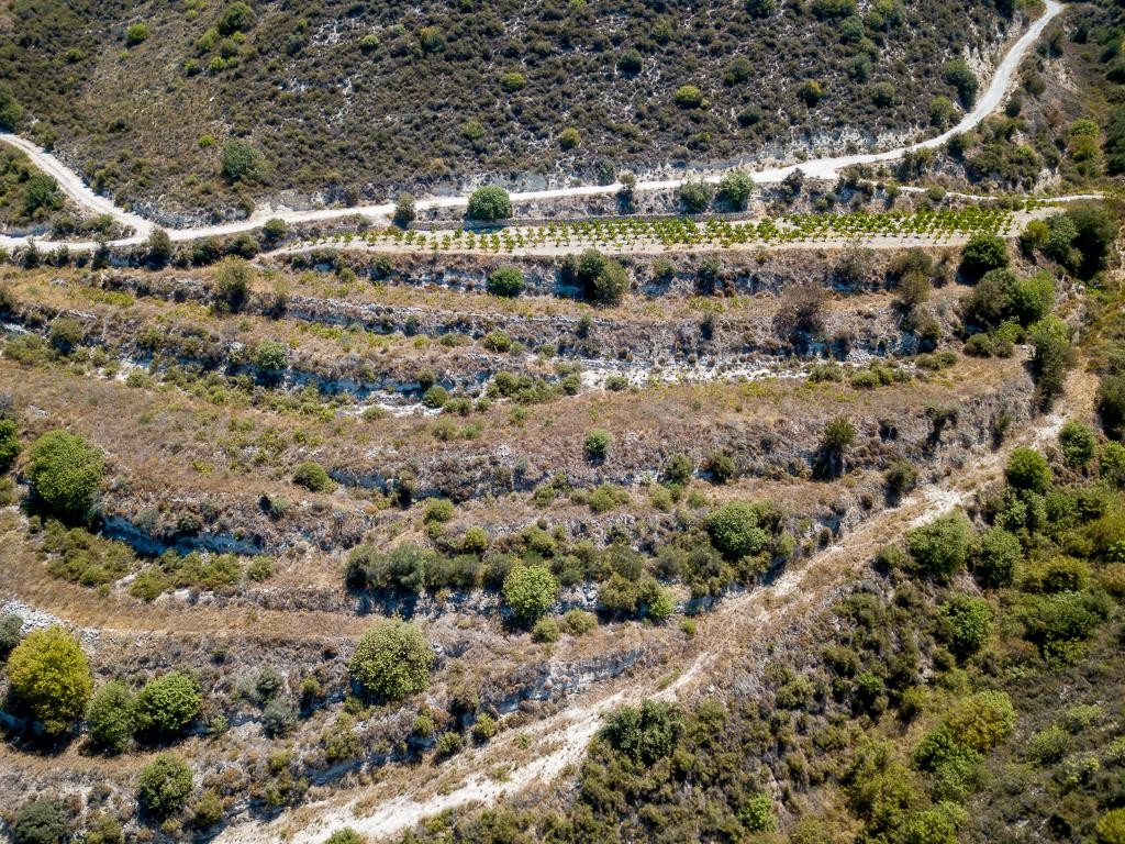 Field - Pachna, Limassol