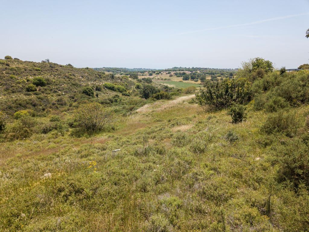 Field - Pachna, Limassol
