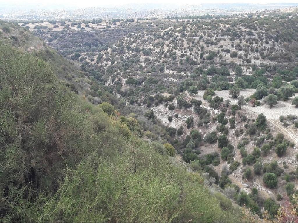 Field - Avdimou, Limassol